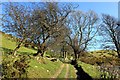 SJ1169 : Offa's Dyke Path near Aifft by Jeff Buck