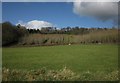 Cricket field and young wood, Morebath