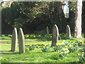 Resurrection Time for the Daffodils in the Old Tring Graveyard