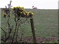 Whins and a sheep, Mullaghmore