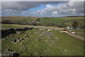 Sheep at Higher Godsworthy