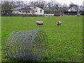 Wire and wool, Tattyreagh