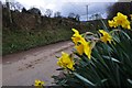 West Somerset : Daffodils on the Roadside