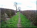 Hedgerow-lined Path near Elmton Park Farm