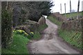 West Somerset : Countryside Road