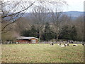 Sheep Farming, Churt