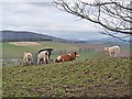 Cattle at the Kaims of Airlie