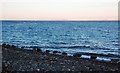 North Ronaldsay Sheep, Auskerry