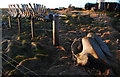 Whale skeleton, Auskerry