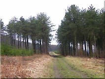 ST1008 : Forestry track near Blackborough by Maigheach-gheal