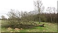 Fallen thorn tree, Aberdeen Wood