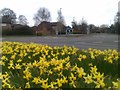 Dull roundabout with bright daffodils