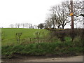 Cultivated grassland on Butter Hill