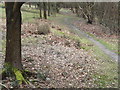 Woodland Path, Whitmoor Vale