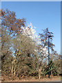 Blossom in Woodland, Lonsdale Drive, Enfield