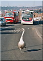 Just Swanning Along In Blackburn [2]