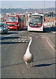 SD6928 : Just Swanning Along In Blackburn [2] by Tom Howard