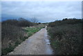 Track through Bothenhampton Nature Reserve