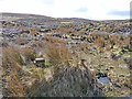 Cleared woodland at Auchenleish