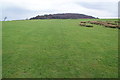 Path towards Billinge Wood