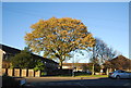 Autumnal tree, Brishing Lane