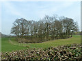 Pit in the Weald Clay