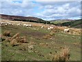 Sheep in the valley of the Back Water