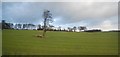 A single tree in a field