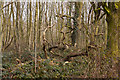SJ4583 : A tangle in the Alder plantation by Ian Greig
