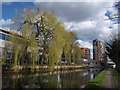 Willow by the canal, Alperton