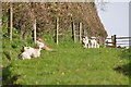 Mid Devon : Grassy Field & Lambs