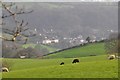 Mid Devon : Grassy Fields & Bampton View