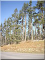 NJ6504 : Pines at the summit of the road over Learney Hill by Stanley Howe
