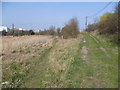 Footpath on the edge of Botany Marshes