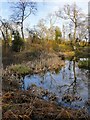 Pond at Bransland Wood