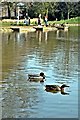 Mallard Ducks, Birkenhead Park