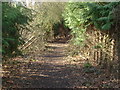 Footpath, Anningsley Park