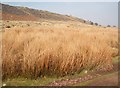 Rushes and Gritstone Scree near Wythen Lache