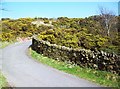 Flowering Gorse on Cowlow Lane