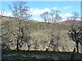 Woodland near Dalairn