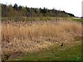 Reedy pond, Percy Pit Local Nature Reserve