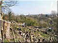 Woodend Allotments