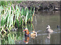 SP9713 : A Pair of Mandarin Ducks on the pond near the Bridgewater Monument by Chris Reynolds