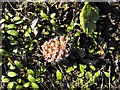 Butterbur flower by Llandyssil bridge