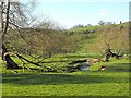 Twisted willows by  the brook