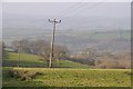 Mid Devon : Grassy Field & Telegraph Poles