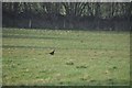 Mid Devon : Grassy Field & Pheasant