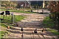 ST0531 : West Somerset : Chickens on the Bridleway by Lewis Clarke