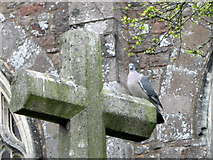 SS9904 : Churchyard Cross, Bradninch by Maigheach-gheal