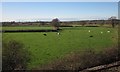 Farmland near Lavington Sands